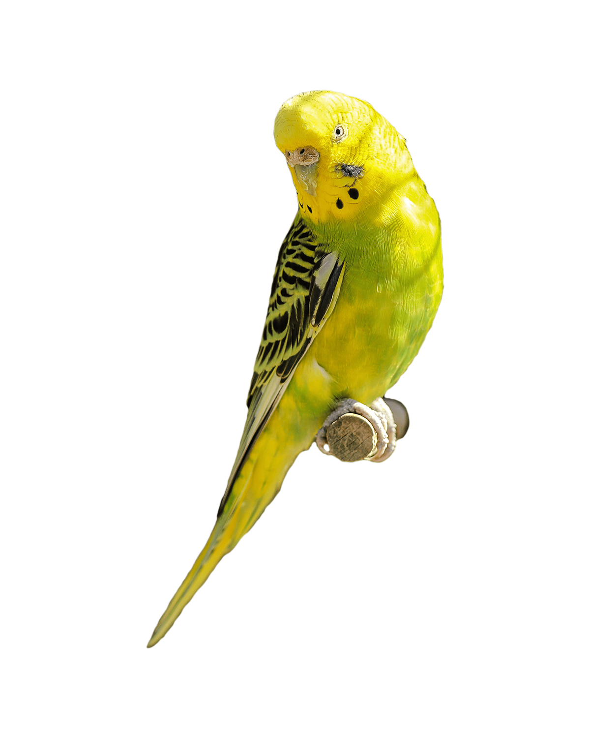 طوطی طوطی